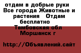 отдам в добрые руки - Все города Животные и растения » Отдам бесплатно   . Тамбовская обл.,Моршанск г.